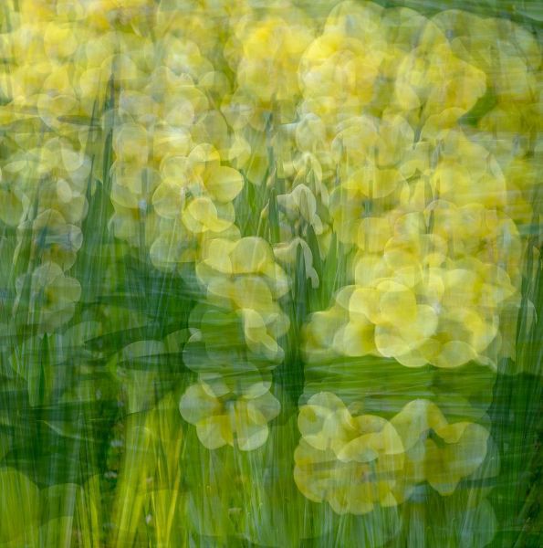 Jaynes Gallery 아티스트의 Yellow and green floral abstract작품입니다.